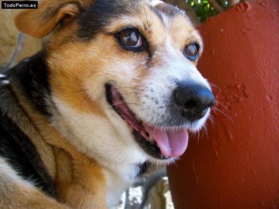 La foto del perro