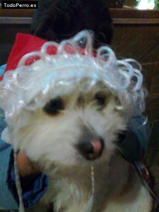 La foto del perro