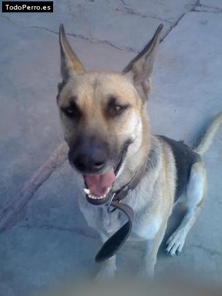 Foto del perro Zeus