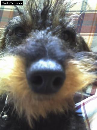 La foto del perro