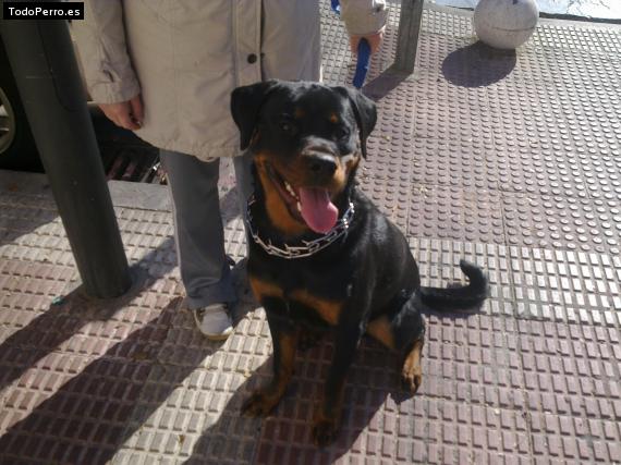 La foto del perro