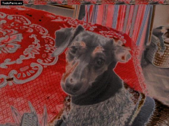 La foto del perro
