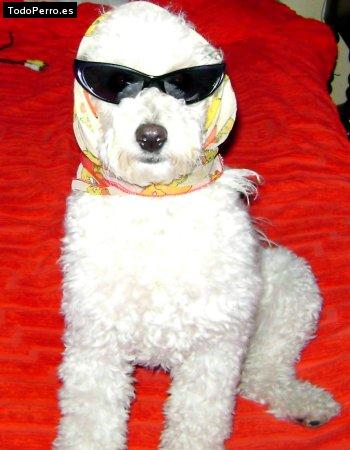 La foto del perro