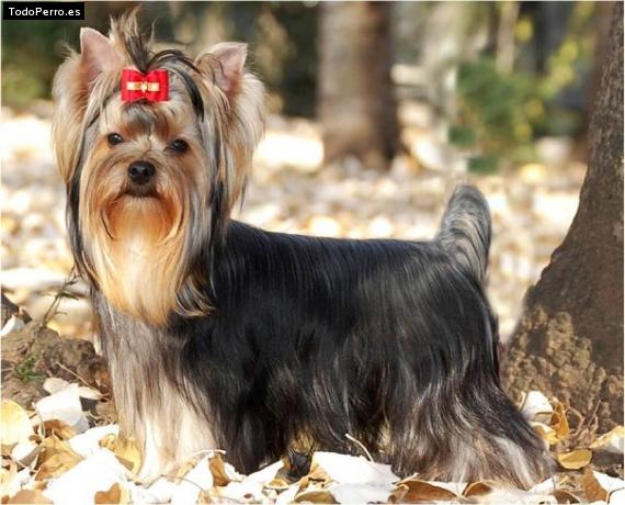 La foto del perro