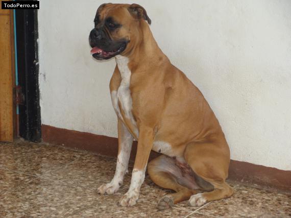 La foto del perro
