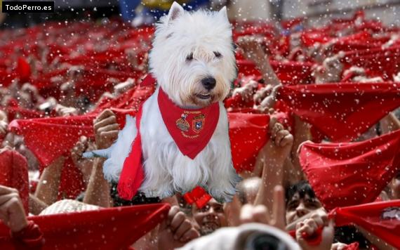 La foto del perro