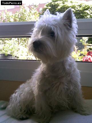 La foto del perro
