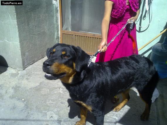 La foto del perro
