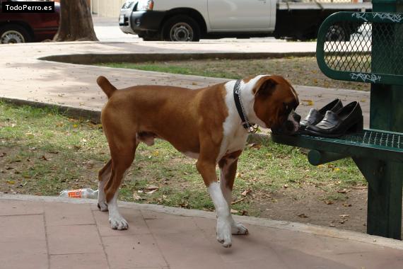 La foto del perro