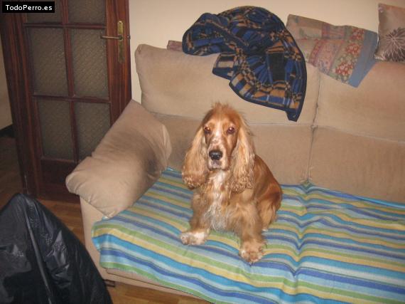La foto del perro