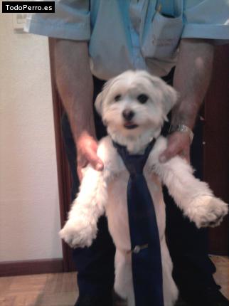 La foto del perro