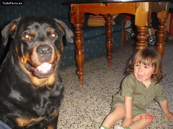 La foto del perro