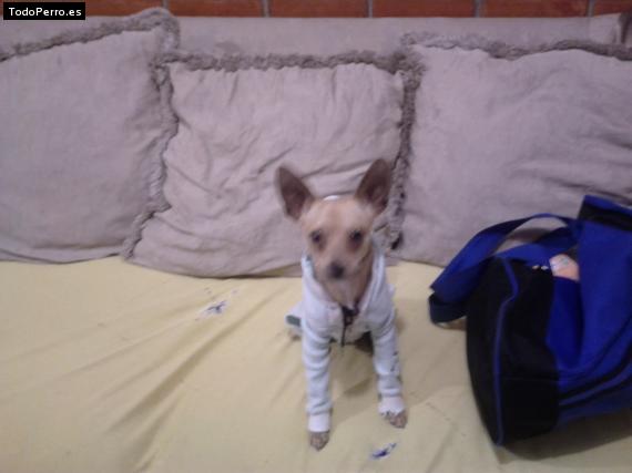 La foto del perro