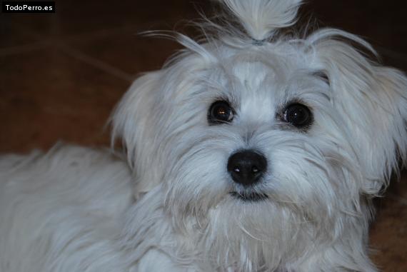 La foto del perro