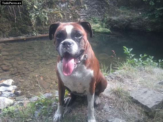 La foto del perro