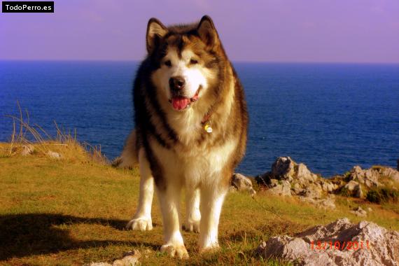 La foto del perro