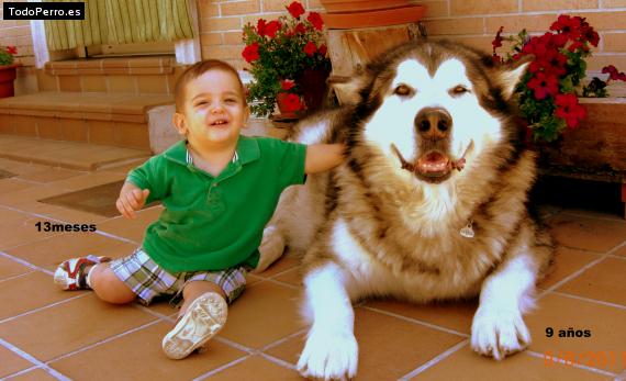 La foto del perro