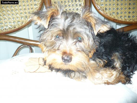 La foto del perro