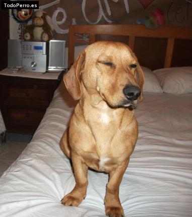 La foto del perro