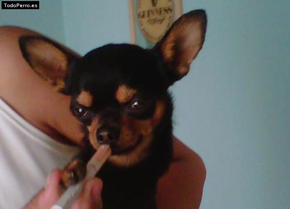 La foto del perro