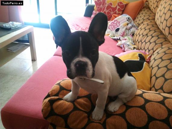 La foto del perro