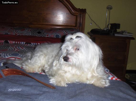 La foto del perro