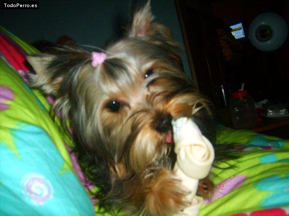 La foto del perro