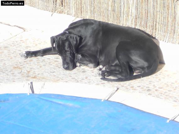 La foto del perro