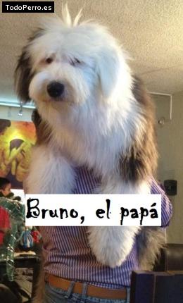 Foto del perro Bruno