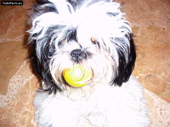La foto del perro