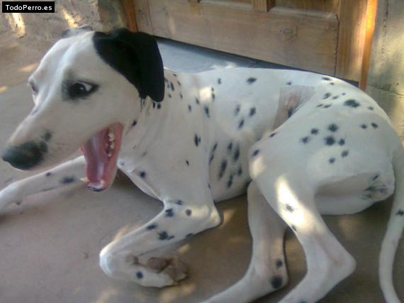 La foto del perro