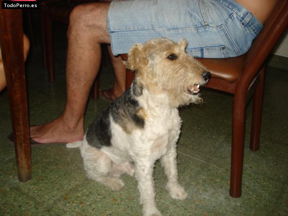 La foto del perro
