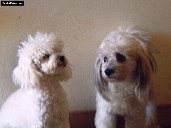 Foto del perro Mini