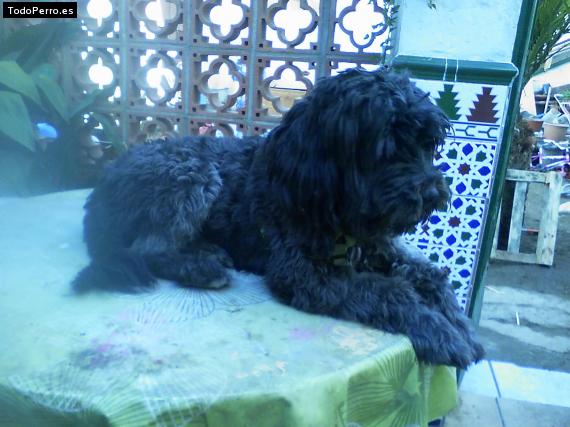 La foto del perro