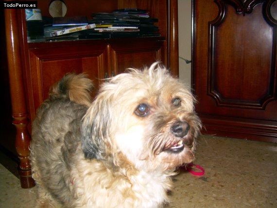 La foto del perro