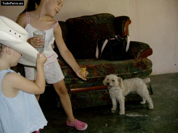 La foto del perro
