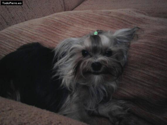 La foto del perro