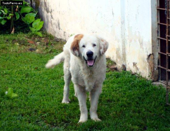 Foto del perro Monserrat