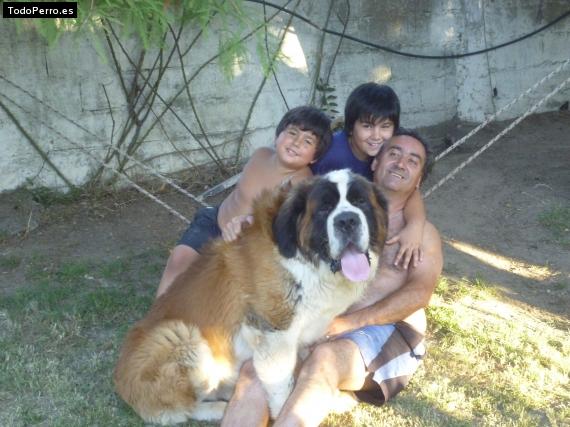La foto del perro