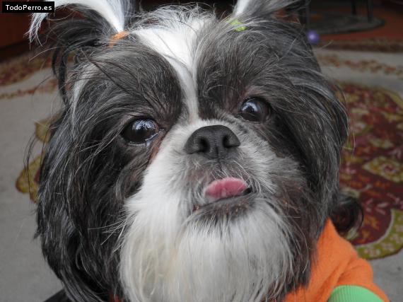La foto del perro