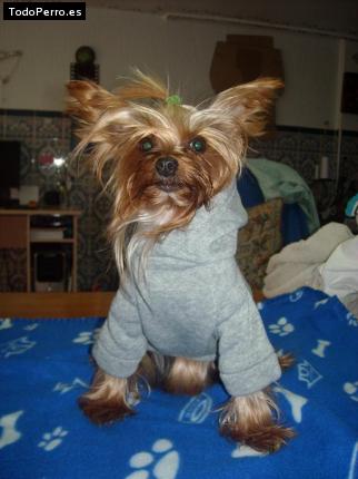 La foto del perro