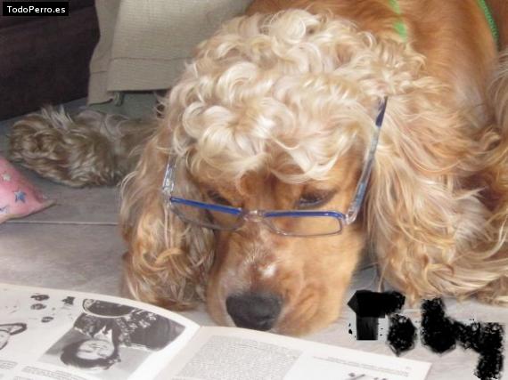 La foto del perro