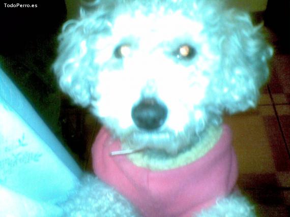 La foto del perro