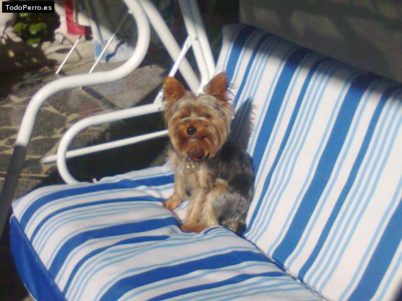 La foto del perro