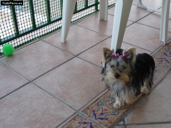 La foto del perro