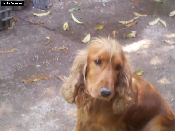 La foto del perro