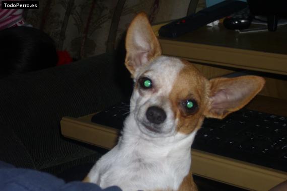 La foto del perro