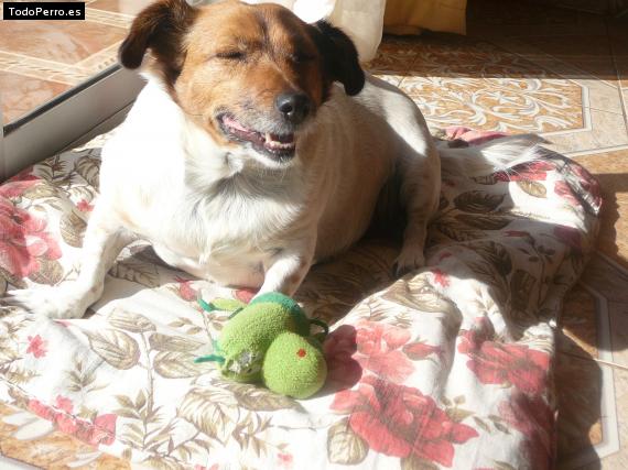 La foto del perro