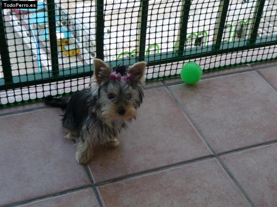 La foto del perro