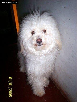 Foto del perro Martin